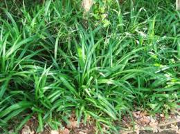 Image result for Chlorophytum africanum