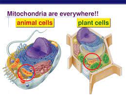 We did not find results for: Honors Biology Cellular Respiration
