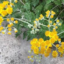 Image result for Helichrysum helvolum