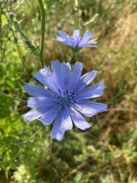 Image result for Cichorium