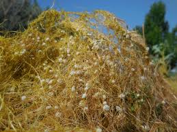 Image result for Cuscuta approximata