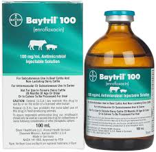 baytril 100 antimicrobial for cattle and swine bayer safe