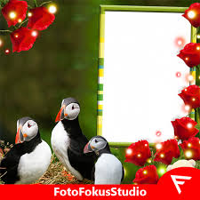 Puffin free 3.0.9864 is a browsing app for android 2.2.x and higher. Atlantic Puffin Insta Dp Apk 3 0 Download Apk Latest Version