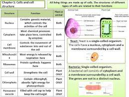 Maybe you would like to learn more about one of these? B1 Cells Folkestone Academy Science Revision