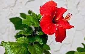 Hibiscus Flower Meaning In Gujarati Best Flower Wallpaper