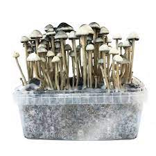 The Famous Copelandia Hawaiian Mushroom Grow Kit Next Level