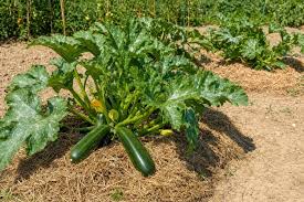Photo Il y a une méthode idéale pour avoir des courgettes en abondance ...