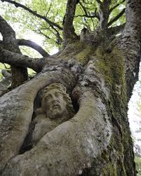Naturbilder Schone Naturbilder Natur Baum Gras Baumwunder Der Balzer Herrgott Weird Trees Nature Tree Ancient Tree