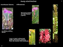 Image result for Acanthaceae