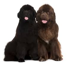 Males weigh up to a staggering 150 pounds and can stand up to 28 inches high at the shoulder. Breed Info Animal Health Center