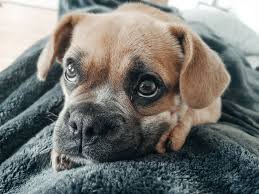 Frengle French Bulldog Beagle Mix Info Pictures Traits