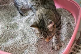 We look at the causes, symptoms and treatment of kidney stones cats with small stones may display no symptoms at all. Bladder Stones In Cats And Dogs Bluepearl Pet Hospital
