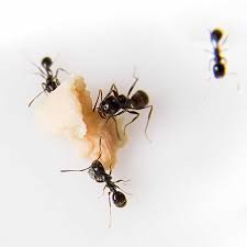 A star pest control נמצא בedgewood. Pest Control Management In Baltimore Maryland