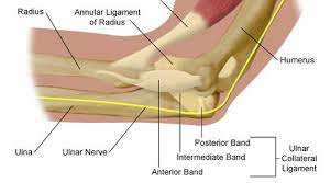 Tommy john surgery, known in medical practice as ulnar collateral ligament (ucl) reconstruction, is a surgical procedure in which a ligament in the medial elbow is replaced with a tendon from elsewhere in the body (often from the forearm, hamstring, knee, or foot of the patient). Tommy John Surgery Sportmedbc