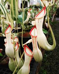 Black And White Images Of Pitcher Plant Predarory Plants On Instagram Nepenthes Alata Variegated Carnivorousplants Carnivorousplant Predatoryp Carnivorous Plants Endangered Plants Rare Plants