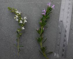 Image result for Satureja