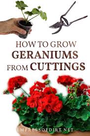 Image result for cuttings of geraniums