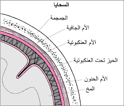 التهاب الس حايا الجرثومي الحاد اضطرابات الدماغ والنخاع الشوكي والأعصاب دليل Msd الإرشادي إصدار الم ستخد م