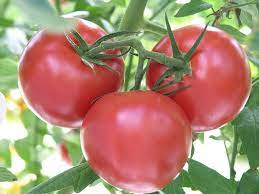 What Are The Best Tomato Varieties North Carolina Cooperative Extension
