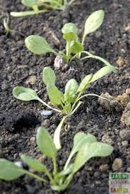 Culture De L Epinard Semis Culture Recolte Tous Les Conseils Pour La Culture Des Epinards Jardinage Potager Jardin Potager Planter Epinard