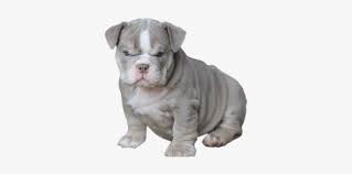 This breed is an average shedder. Gray English Bulldog Englische Bulldogge Welpen Grau 373x336 Png Download Pngkit