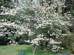 Maybe you would like to learn more about one of these? Pin On Flowers For My Garden