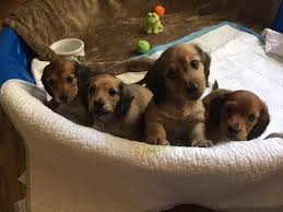 Find dachshund puppies and breeders in your area and helpful dachshund information. Welcome Debbies Dachshund Puppies Debbiesdachshundpuppies Com
