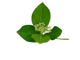 Image result for Holarrhena floribunda