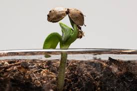 How to grow weed indoors with natural light. An Introduction To Growing Marijuana Cannabis Cultivation Weedmaps