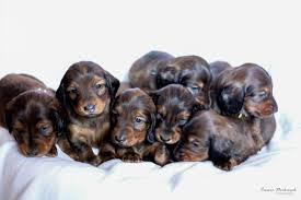 Dapple doxie miniature dachshunds, your quality breeder of dachshunds in colorado. Puppy Information And Litters Stardust Dachshunds