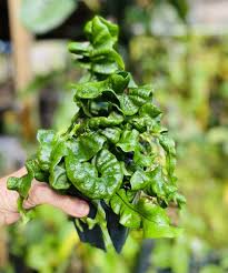 Image result for Microsorum punctatum