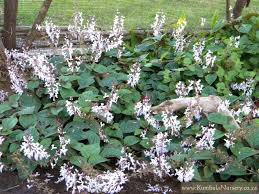 Image result for Plectranthus fruticosus