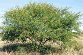 Image result for Acacia nilotica