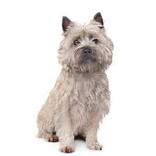 Image result for cairn teriér