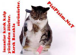 yazili kedi resimleri kedi komik resim