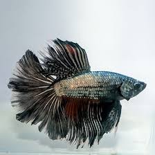 Live Betta Fish Copper Metallic Blue Hmpk Male From Thailand Pet Supplies Fish Aquariums Live Fish Ebay Betta Fish Betta Metallic Blue