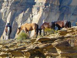 Little Bookcliffs Wild Horse Area Where To See Colorado S Wild Horses Travelingmom