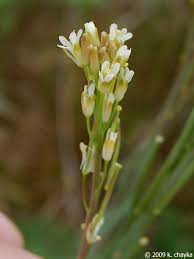 Image result for Turritis glabra