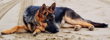 We did not find results for: Top 5 Reviewed Best Dog Bed For German Shepherds