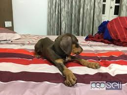Why buy a doberman pinscher puppy for sale if you can adopt and save a life? Doberman Puppy For Sale In Kochi Kochi Free Classifieds