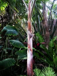 Image result for Acanthophoenix rubra