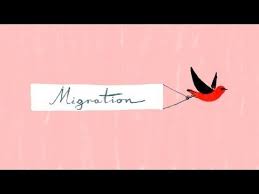 Bird Migration A Perilous Journey Alyssa Klavans Bird Migration Migration Lessons Fun Science
