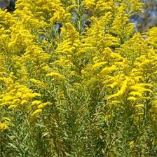 Solidago Canadensis 100 Seeds Golden Rod Golden Baby Canadensis Cottage Garden Plants Plant Magic
