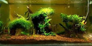 Using Driftwood And Live Plants In The Freshwater Tank Live Plants Fresh Water Fish Tank