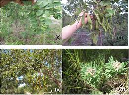 Image result for Monotes glaber