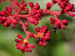 Image result for Cissus cucumerifolia