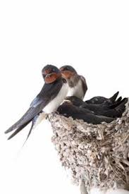 Cela permettra de préserver cette espèce menacée et aidera à limiter le nombre de moustiques dans les environs. 8 Idees De Hirondelle De Toit Hirondelle Oiseaux Des Jardins Beaux Oiseaux