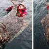1000 gran ikan nila segar. Https Encrypted Tbn0 Gstatic Com Images Q Tbn And9gcto9ml Cmbls3dynyw1sbfejkd2bnpojhm0faddruwl4kzqj1ol Usqp Cau