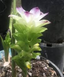 Image result for Siphonochilus kirkii - yellow-flowered form