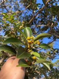 Image result for Ficus obliqua